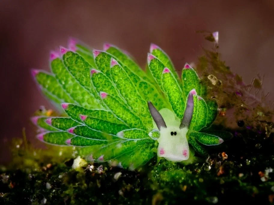 Costasiella Kuroshimae Фото с сайта https://oir.mobi/