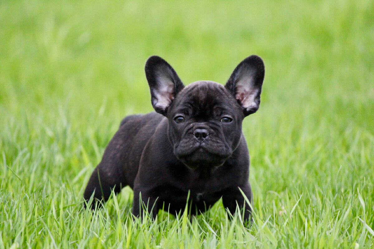Французский бульдог (фр. bouledogue français) — порода собак. Некрупная, отличающаяся крупной, но короткой мордой, плоским раздвоенным носом, широкой раздвоенной верхней губой.