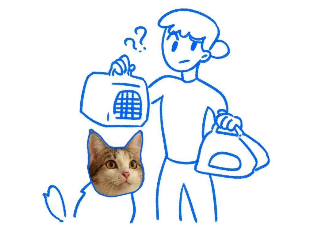 Кот Фрутти поможет своему хозяину выбрать хорошую переноску и удобное место в самолёте