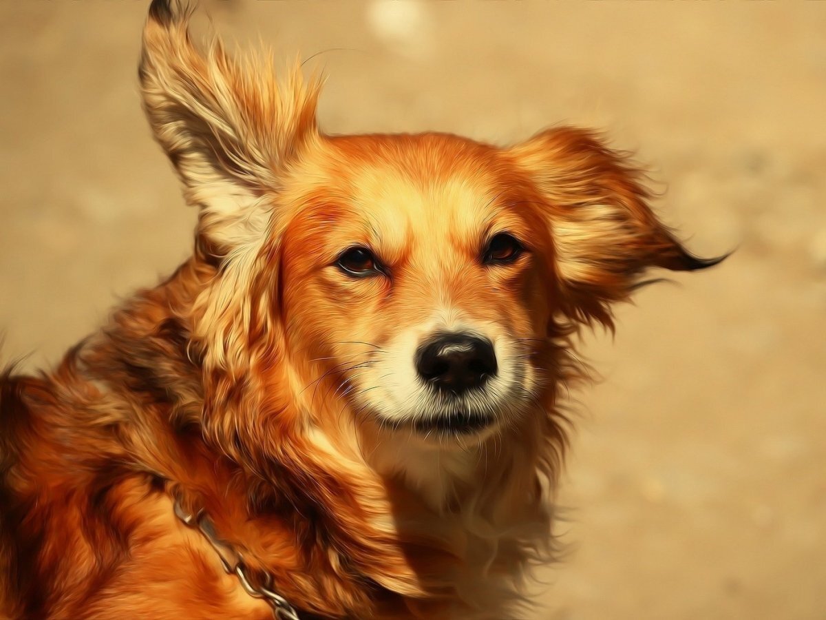 Фото из интернета, но очень похожее на Джульку...