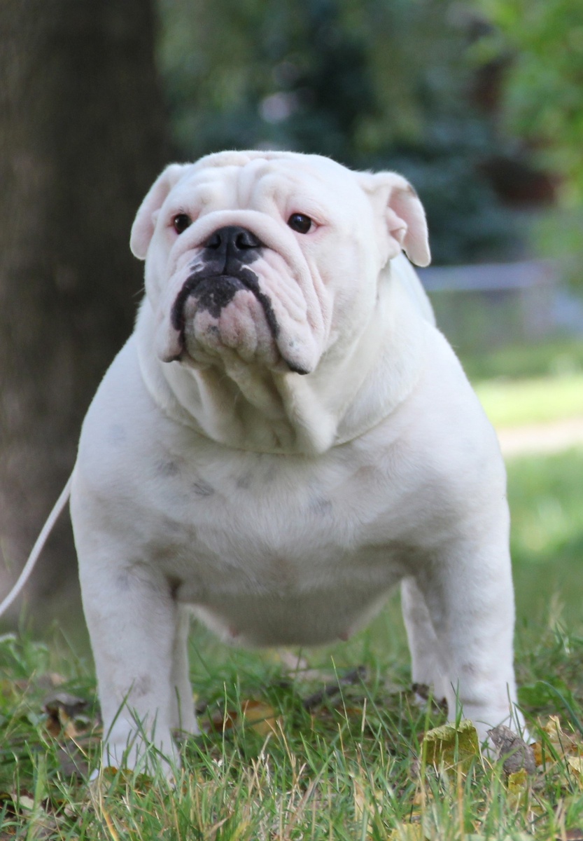 Thats My Baby of the Tivoli Bulls