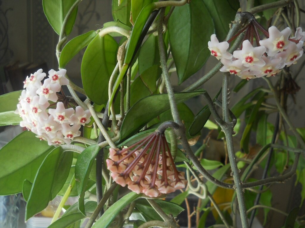 цветение большую часть года - это обычное состояние взрослой хойи