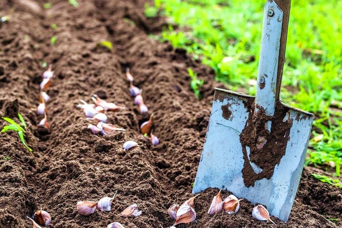 Что посадить под зиму. Подготовка почвы для посадки чеснока. Подготовка почвы для посадки чеснока осенью под зиму. Грядки для чеснока осенью под зиму подготовка. Подготовка почвы озимый чеснок.