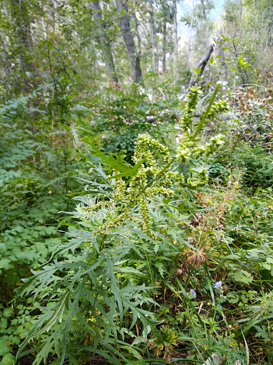 Местная крапива