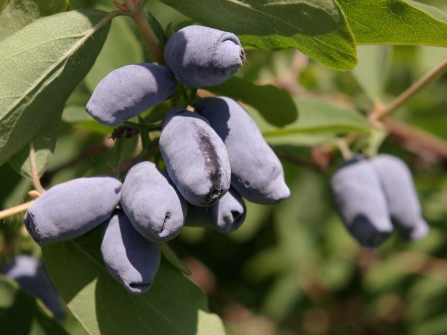 Жимолость съедобная. Фото: ncsemena.ru