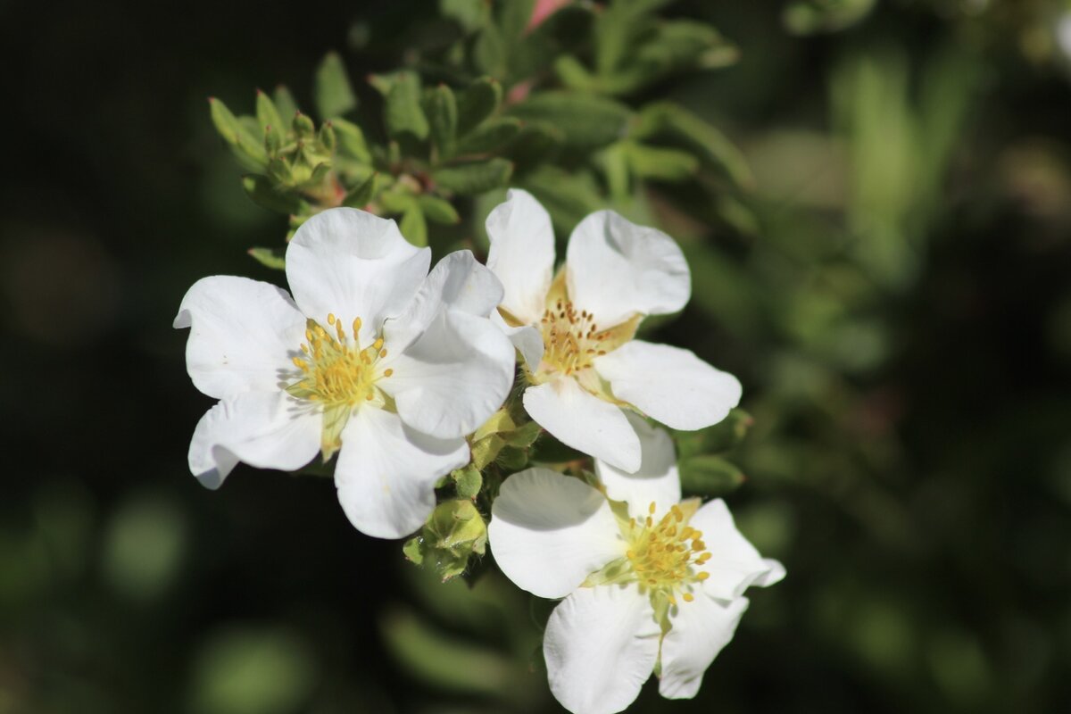 Лапчатка белая. Фото автора