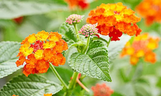 2 Фото Лантана Gem Compact Orange Fire
