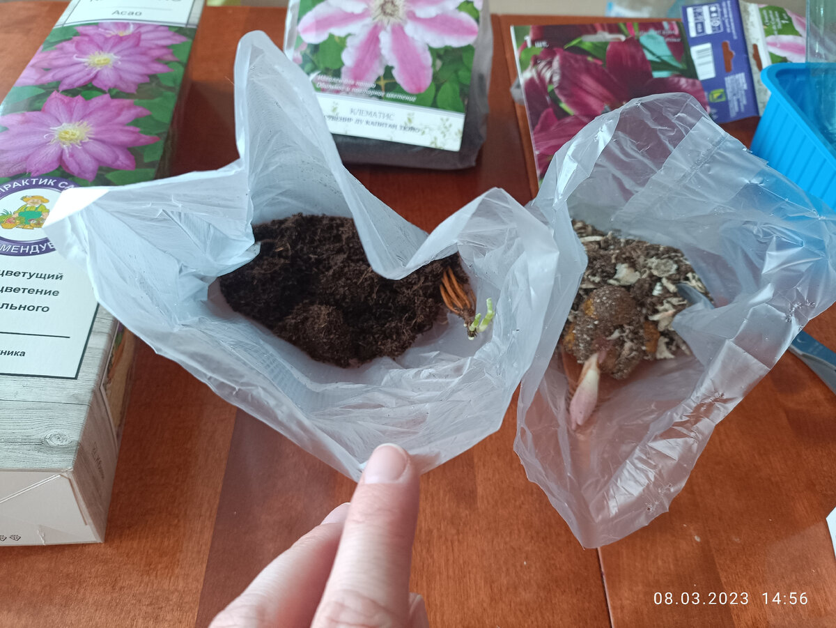 Клематис Сувенир Капитан Тюйо капер