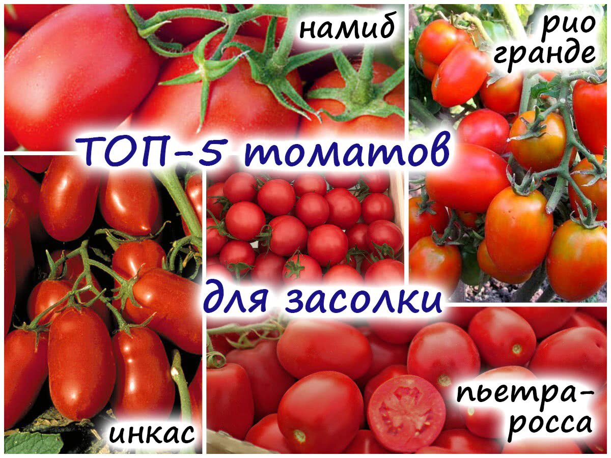 помидоры для засолки лучшие сорта