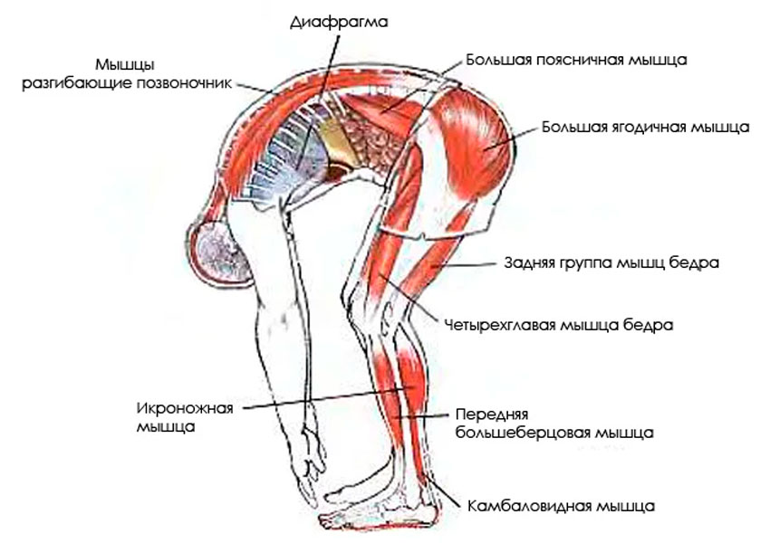 Разгибание ноги в коленном суставе осуществляет. Падахастасана Уттанасана. Какие мышцы работают при наклонах вперед стоя. Антагонисты мышц разгибателей спины. Мышцы отвечающие за наклон туловища.