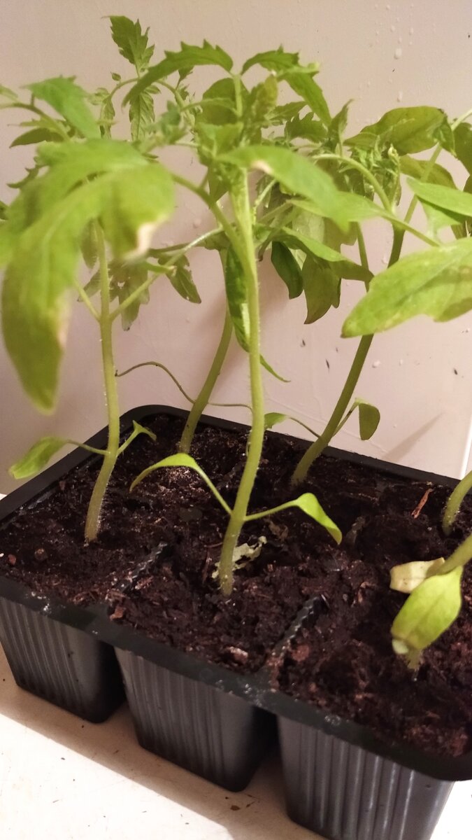 Личное  фото