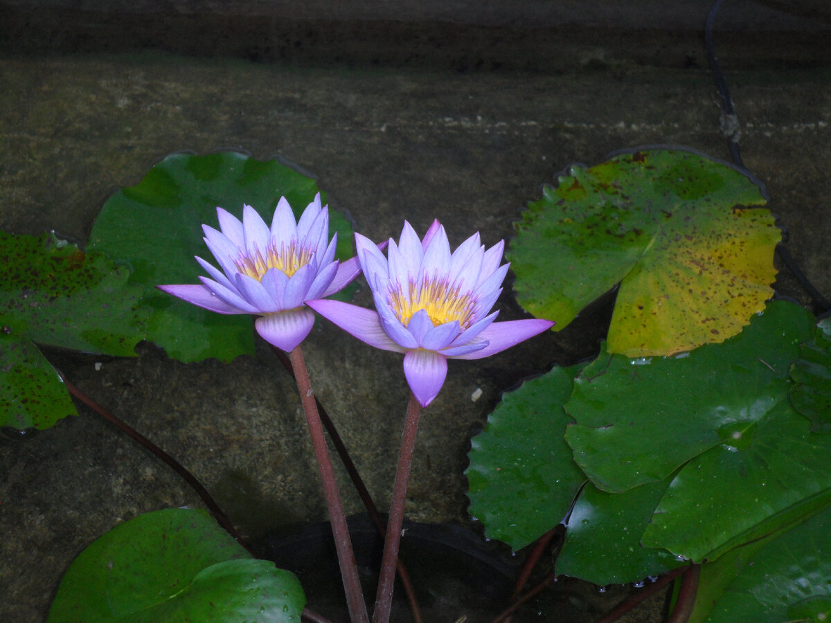 #По осколкам памяти. 
О том, как я первый раз решила куда-то поехать на отдых.