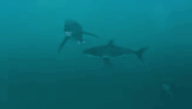 Как косатки исполняют на акуле свою жестокую охотничью схему 