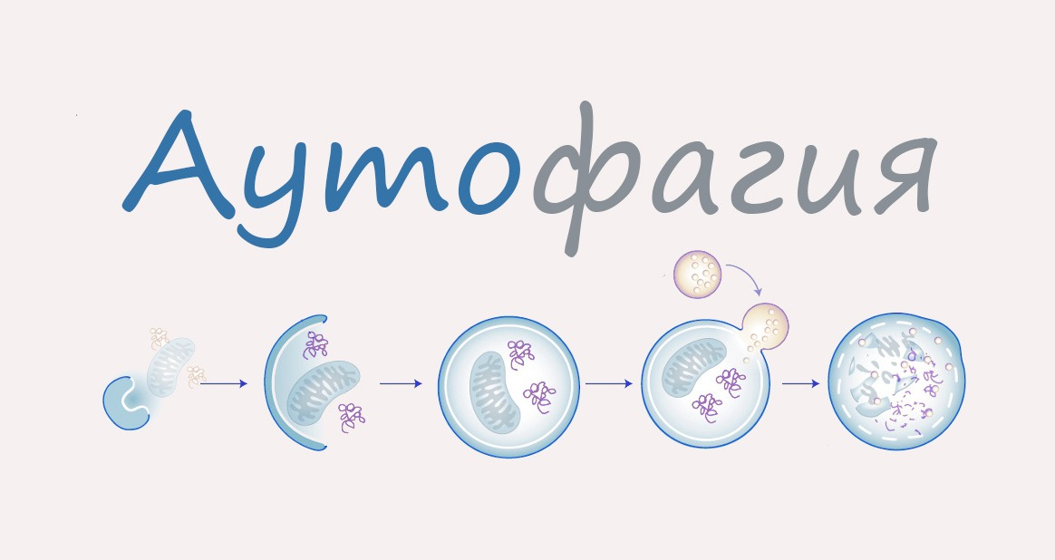 Аутофагия организма. Аутофагия. Схема аутофагии. Аутофагия механизм. Аутофагия клетки.