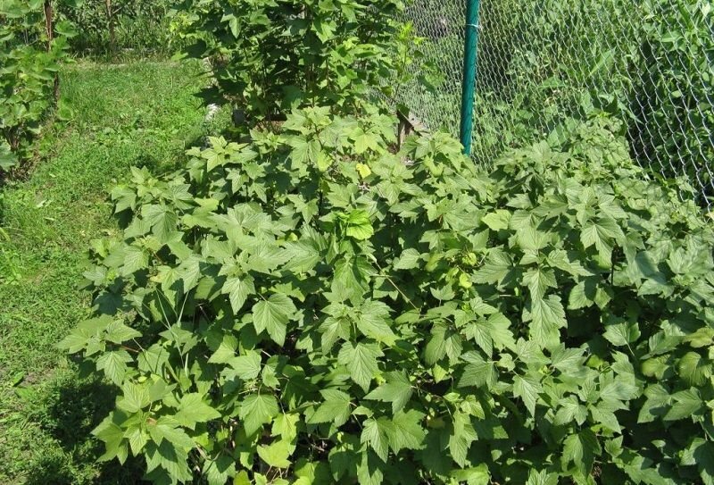      Самая эффективная весенняя подкормка для черной смородины