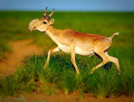 Сайгак. Фото: Яндекс картинки