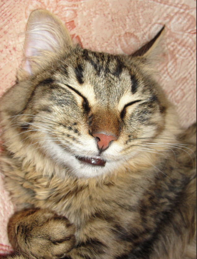 яндекс фото