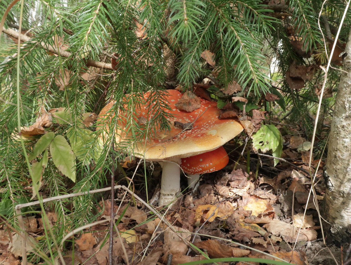 "Первым делом, первым делом мухоморы..." (фото И.Лебединского)