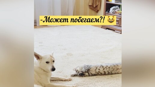 Фрея решила Шарика обаять 😽А он глухим прикинулся и ещё маме жалуется 😼