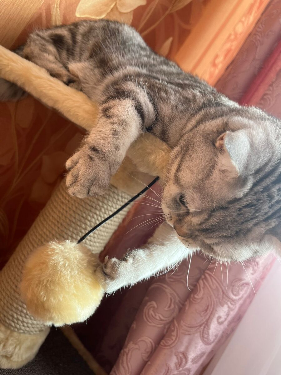 Не трогайте меня😋 я занята познанием интересного! Что же она не отрывается....болтается....мррр. Оставлю в покое эту забаву  >>>>>>>>