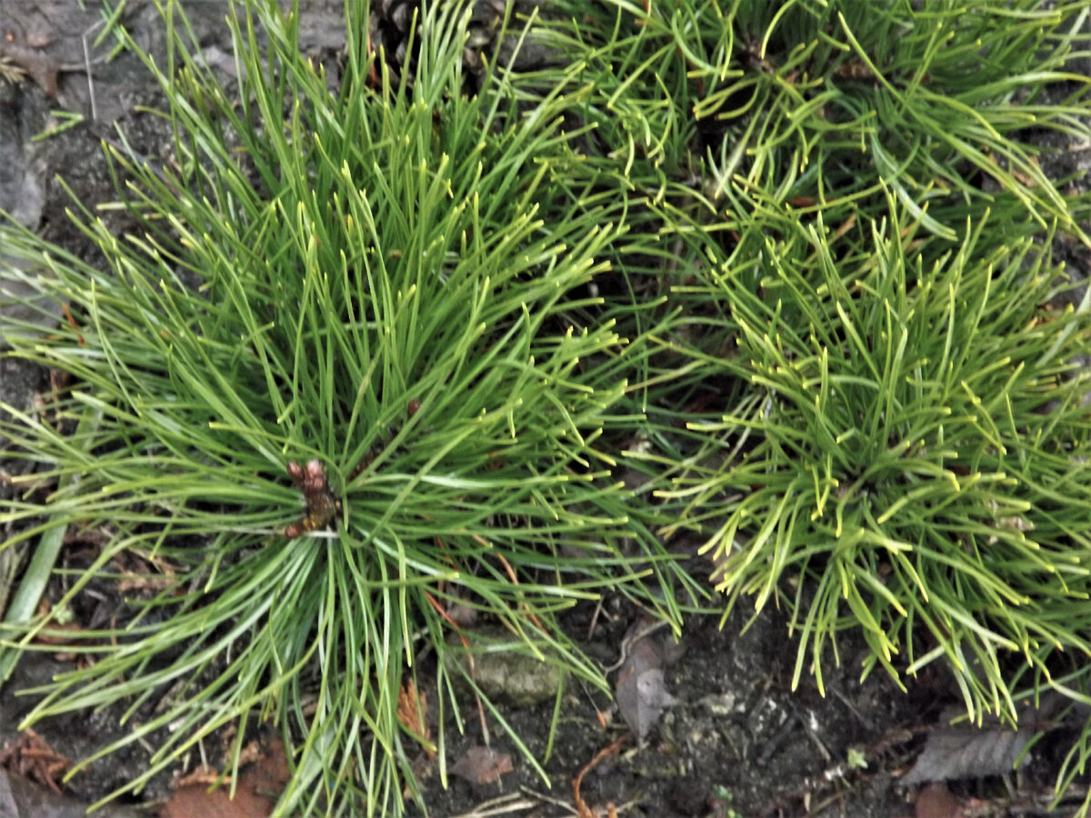 А у этой моей горной сосны типичные иголки, но, если присмотреться, видно, что на левой ветке иголки почти в два раза длиннее, чем на правой (что тоже нетипично, но уж как есть).