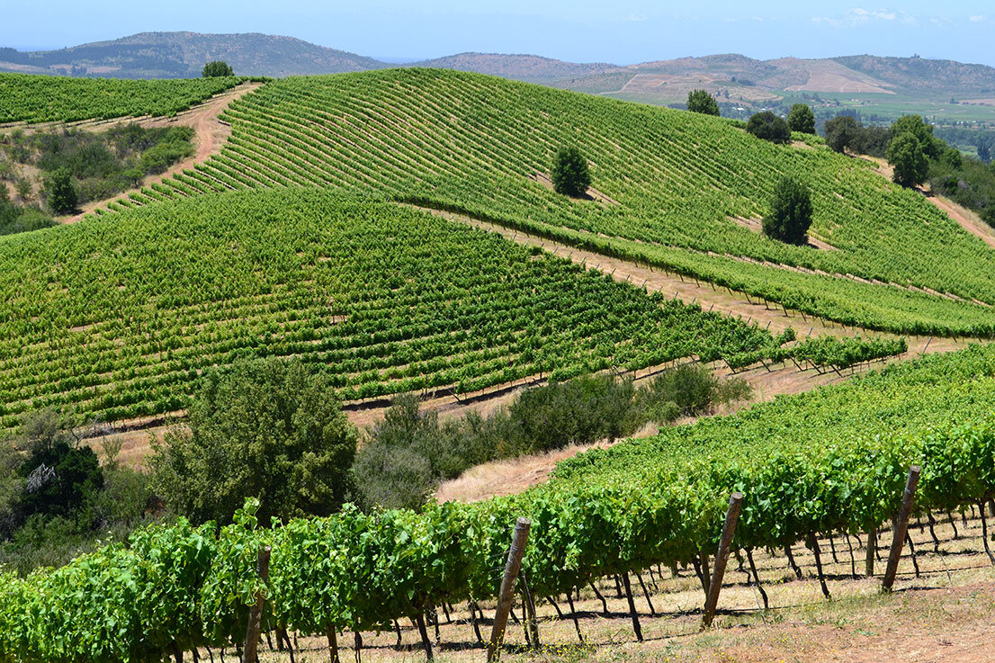 Чили. Долина Мауле