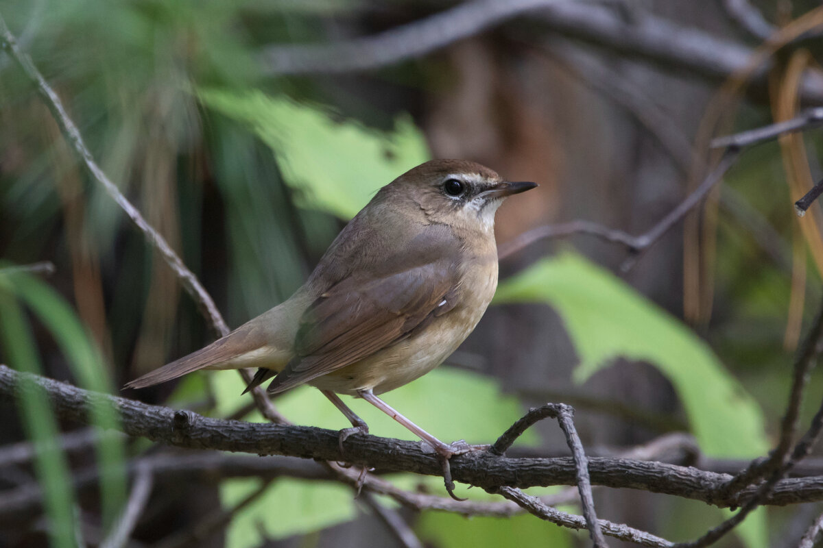 Сибирская мухоловка. Siberian bird. Siberian bird. Мухоловка сибирская ареал. Фото птиц в хвойных лесах.
