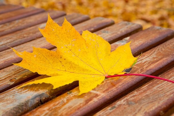 Фото из свободного доступа в интернете