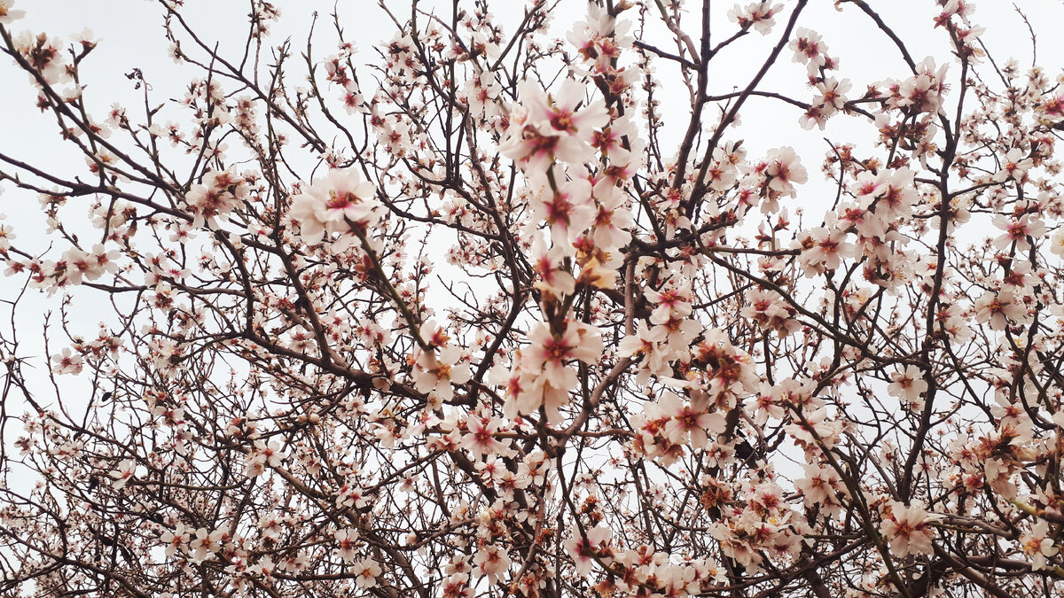 В Саках в марте вовсю цветёт миндаль