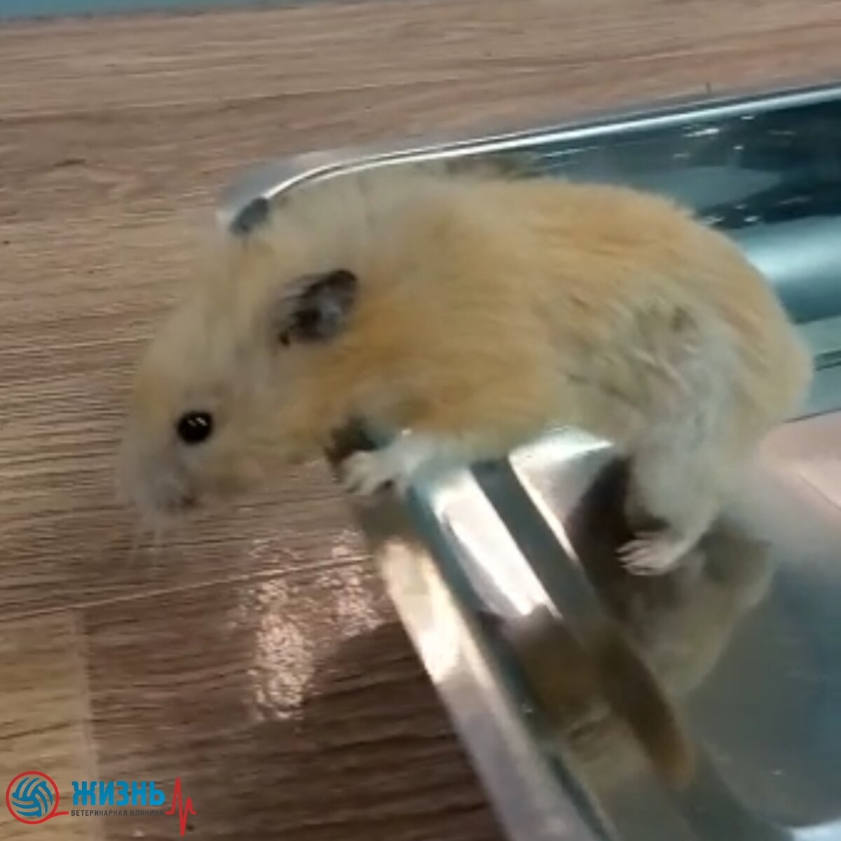 Хомяк на приеме у ратолога в ветеринарной клинике в Калуге "Жизнь"