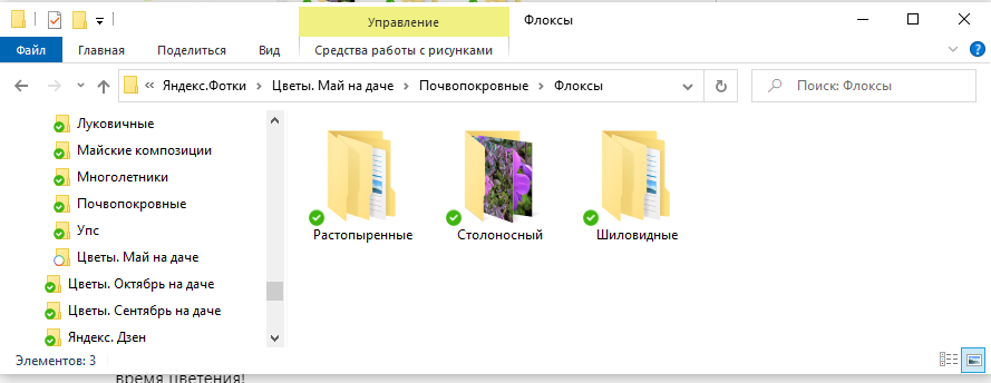 В майской папке Почвопокровные флоксы разложены в три папочки