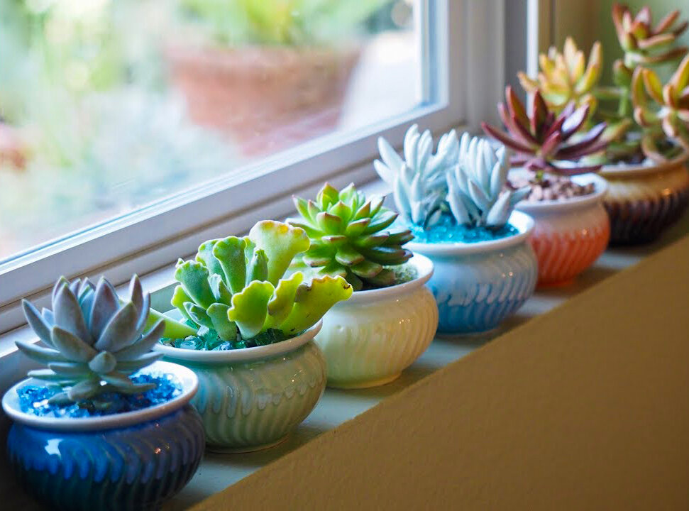 Коллекция суккулентов на подоконнике