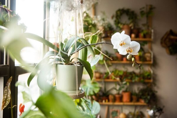 Сказочная красавица орхидея. Советы по уходу за растением