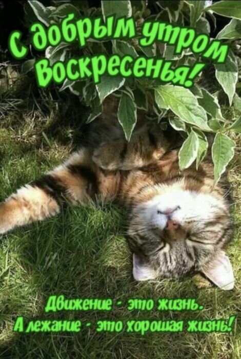 Сладкий котик.