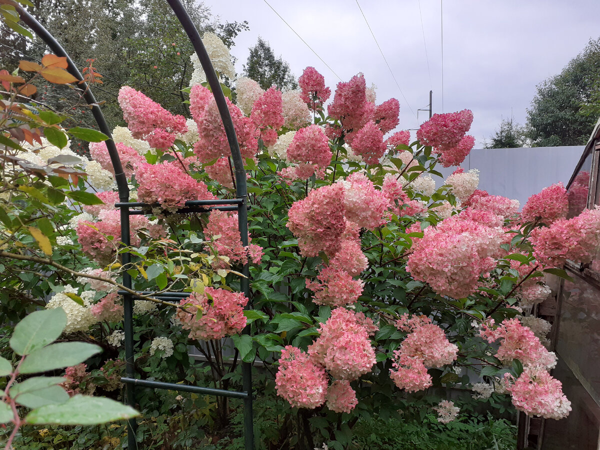 Красавица Vanille Fraise в моем саду
