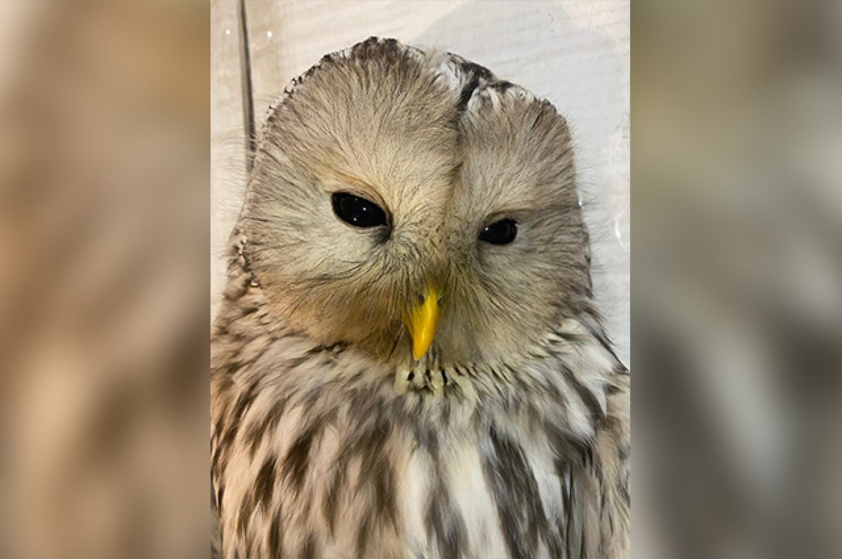    В поселках под Уфой спасли двух травмированных сов