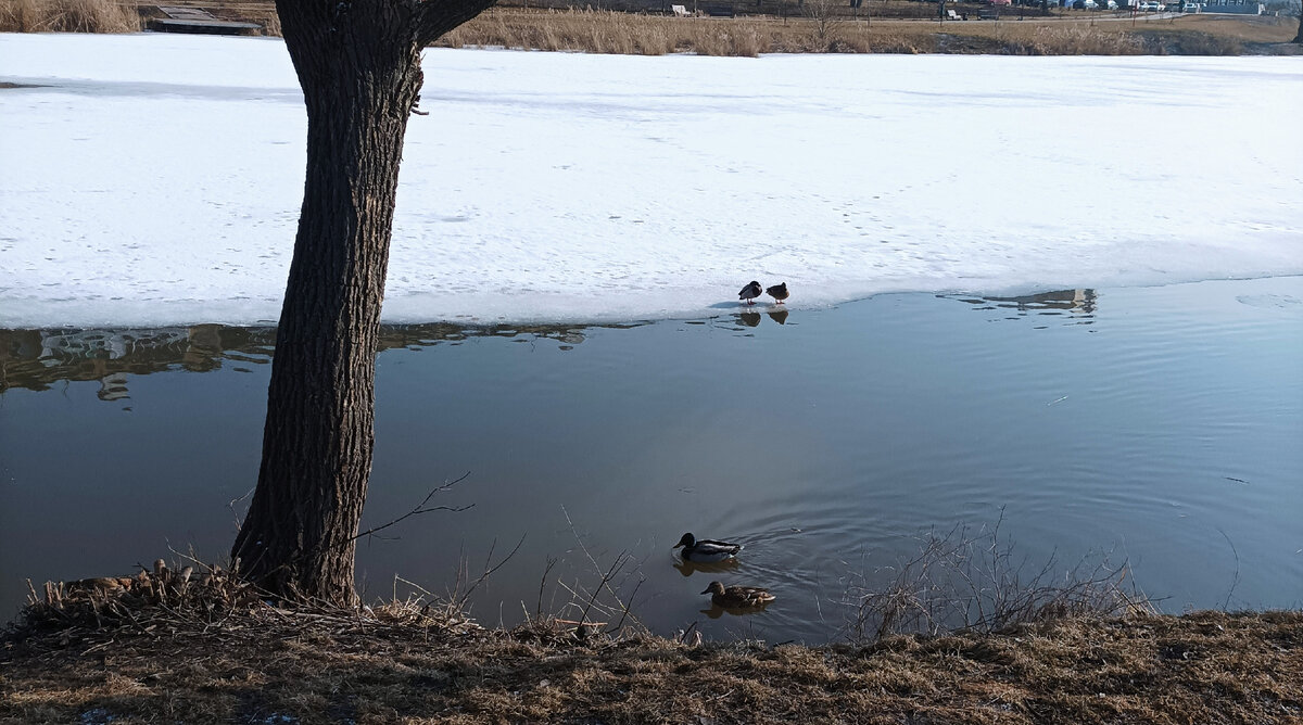 Утиный променад, все по парам