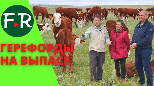 Герефорды. Коровы и телята на пастбище. Круговая система орошения полей. Бердиевский элеватор Агро.