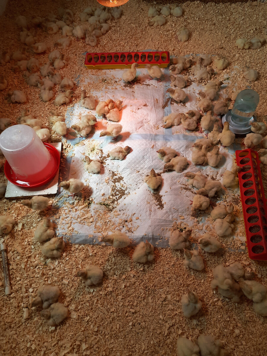 фото автора. Видно, что брудер им особо и не нужен.