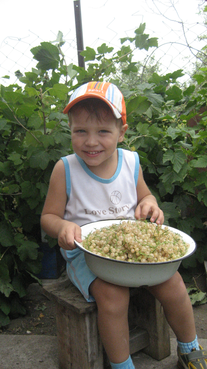 На снимке: мой внук Богдан-сладкоежка. Ему больше всего нравится белая смородина, а потому её сбор никогда не обходится без его помощи.