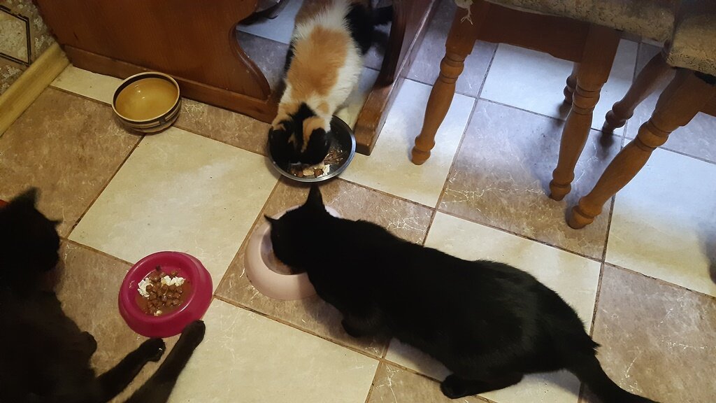 Черныш и Масяня завтракают, а Памперс в раздумьях (фото автора)