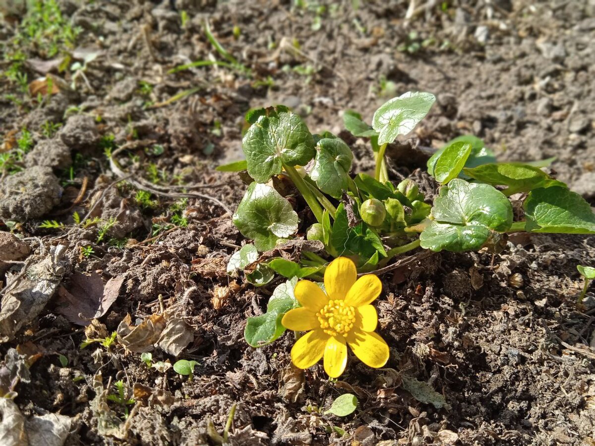 Первый. Все время забываю, как этот цветочек называется... Что-то лютиковое же? 