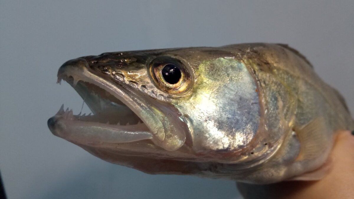 Фото: Царьград Ростов-на-Дону