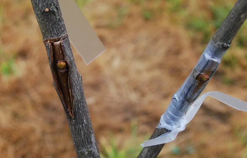 Стартует сезон прививок деревьев. Какие виды прививок делают весной, а какие в другое время года