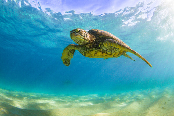 Морская черепаха. Обложка © Shutterstock