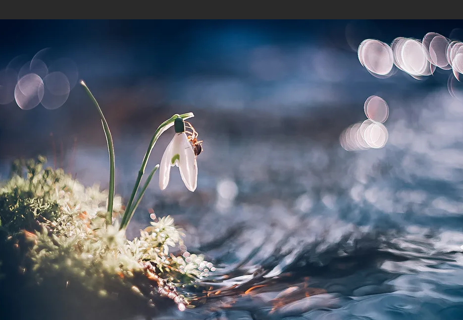 Картинки Яндекс