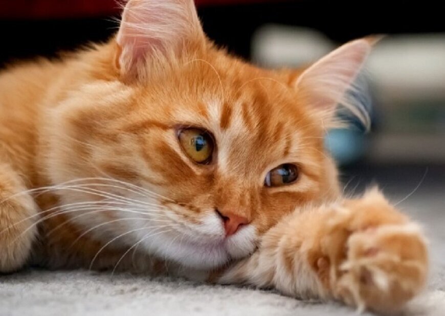 Фото из Яндекс.Картинки