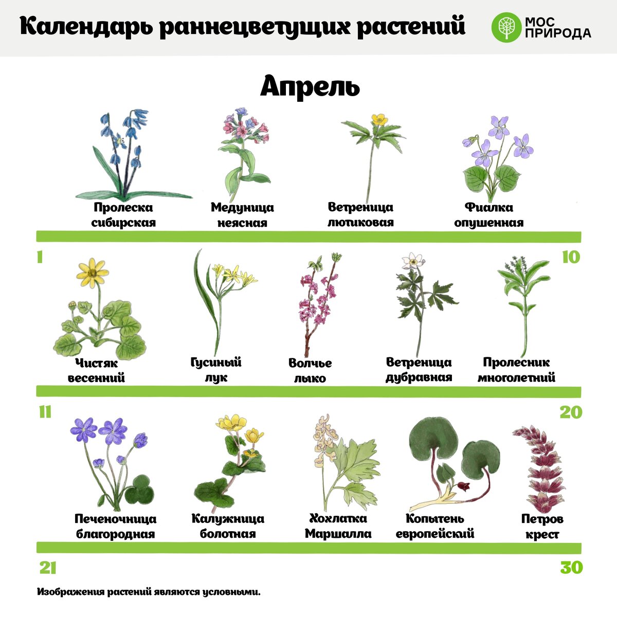 Мосприрода разработала весенний календарь цветения растений 😁🌱 | Природа  Москвы | Дзен