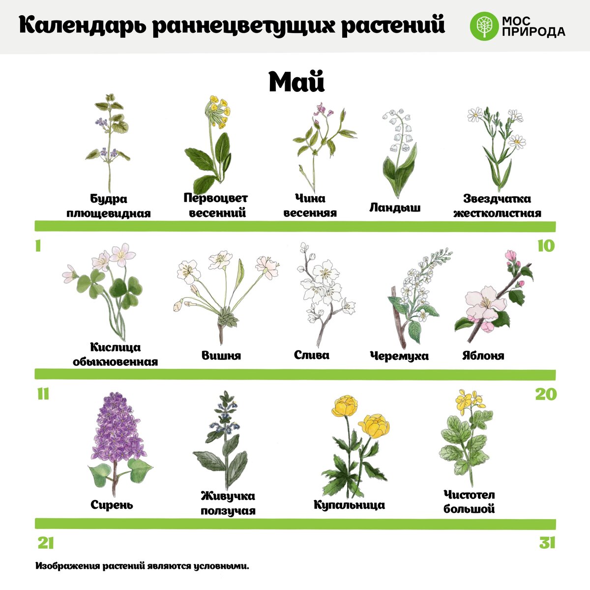 растения москвы