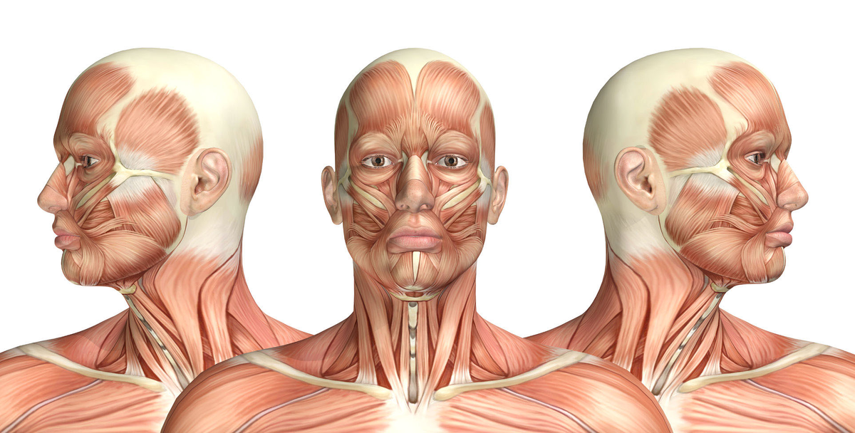 Подкожная мышца шеи platysma